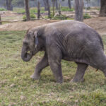 2024-10 - Népal - J11 - Parc National de Chitwan - 127